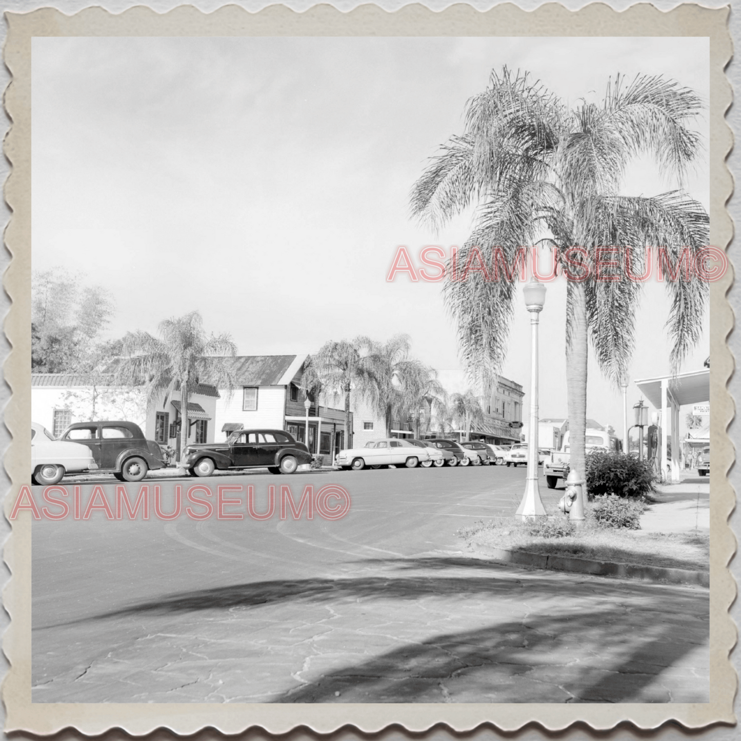 50s FROSTPROOF FLORIDA CAR STREET SCENE TREE OLD VINTAGE USA AMERICA Photo 11317