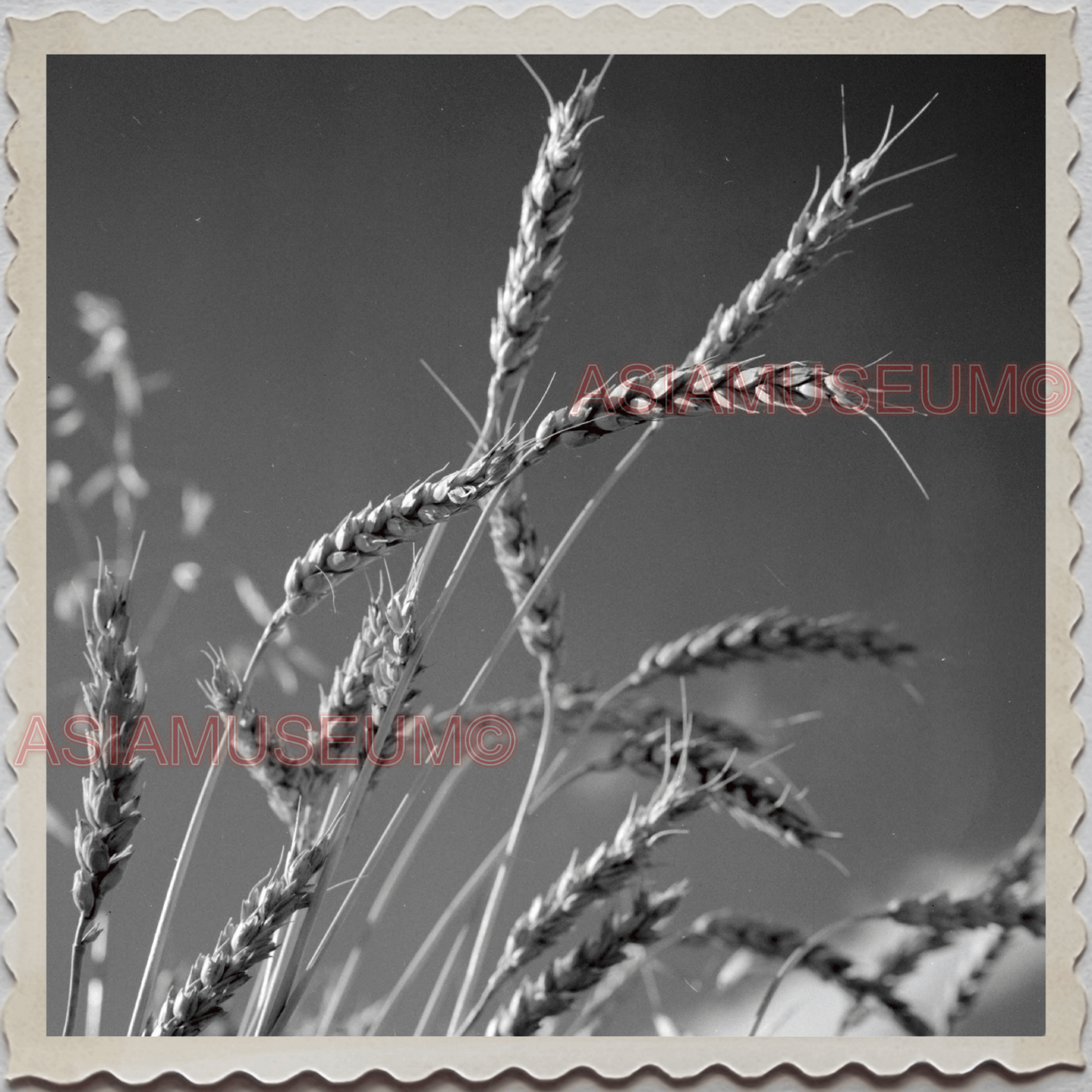 50s HARDIN TOWN BIG HORN COUNTY MONTANA WHEAT PLANT FARM VINTAGE USA Photo 9665