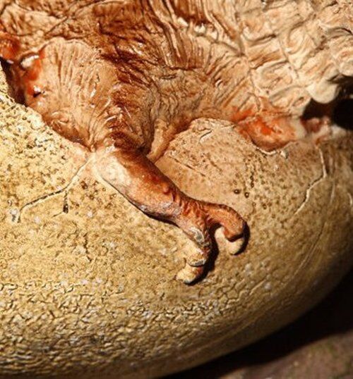 17" Realistic Tyrannosaurus T REX Dinosaur Egg Embryo Nest Fossil JURASSIC WORLD