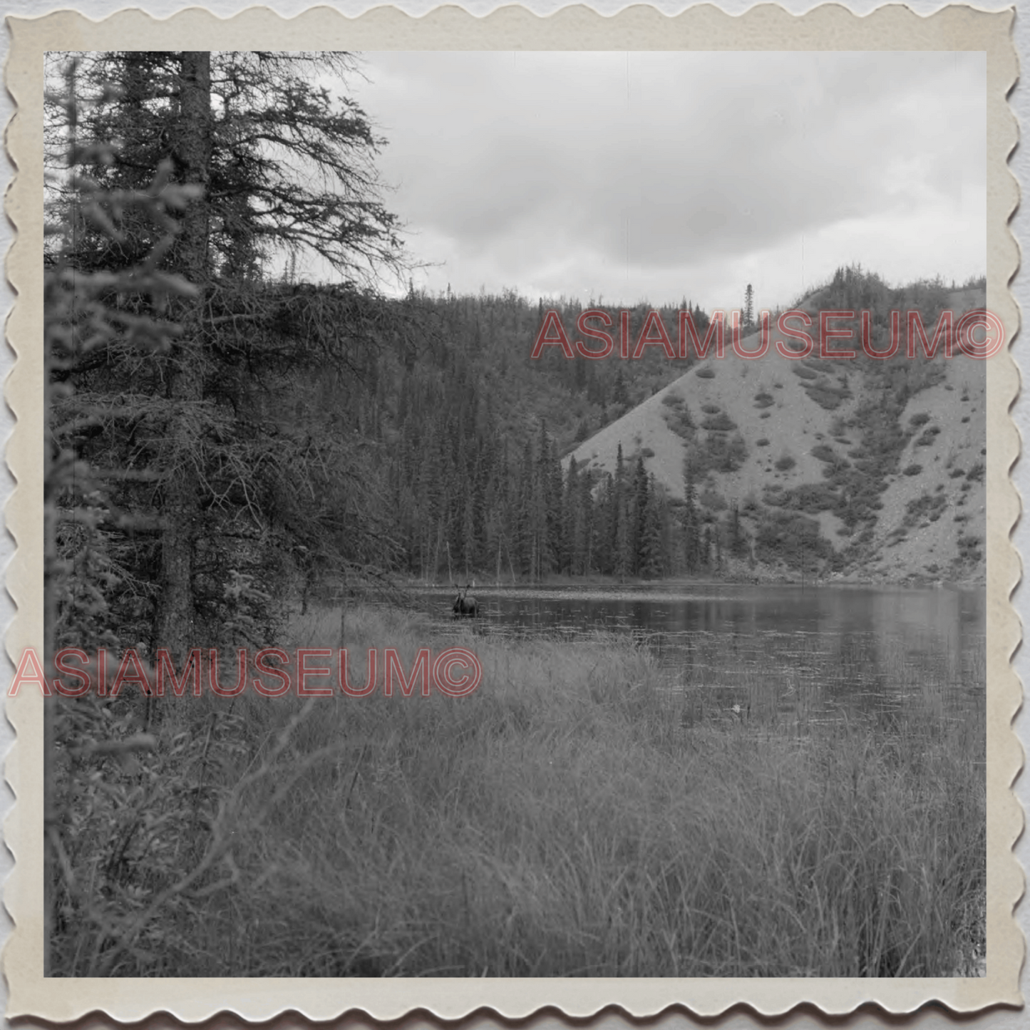 50s DENALI NATIONAL PARK ALASKA MT MCKINLEY MOOSE LAKE VINTAGE USA Photo 12450