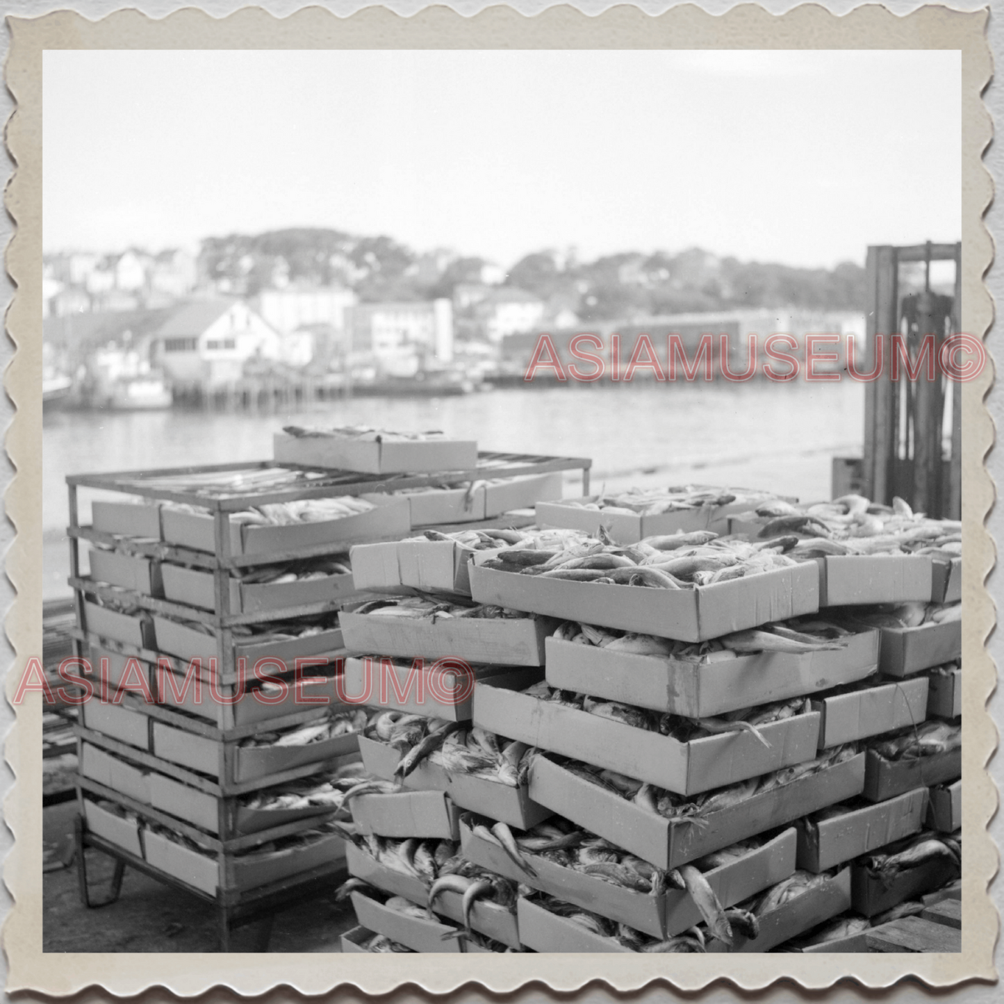 50s GLOUCESTER HARBOR ESSEX MASSACHUSETTS CRATE FISH SEA VINTAGE USA Photo 11210