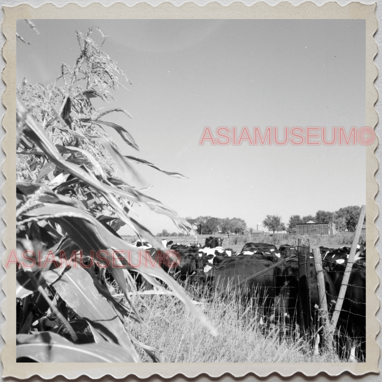 50s LAKE GENEVA WISCONSIN WALWORTH MILWAUKEE COW FARM BARN OLD USA Photo 10238