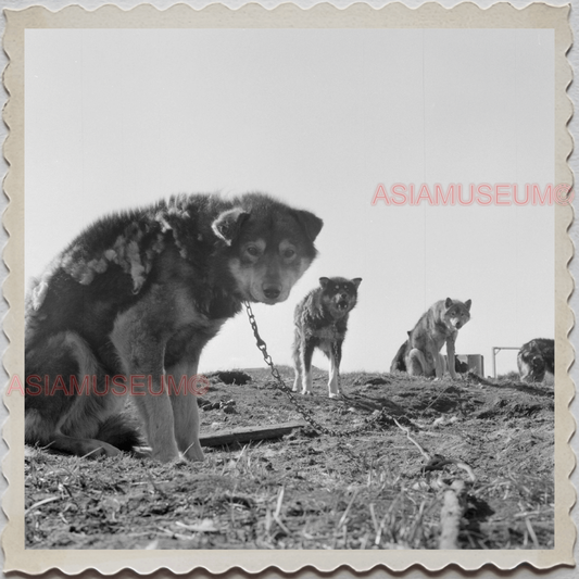 50s UTQIAGVIK NORTH SLOPE BARROW ALASKA SLED DOG WINTER  VINTAGE USA Photo 7636