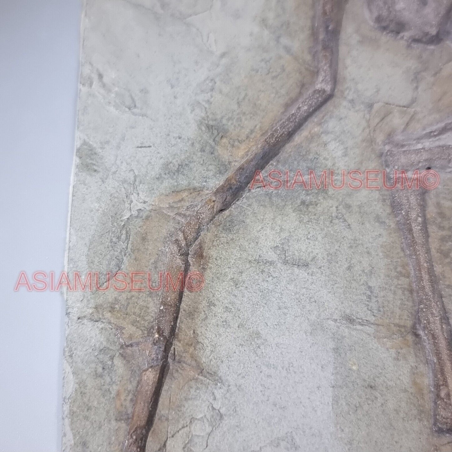 Pterosauro Fossile Dinosauro Rettile Volante Artiglio Osso Mondo Giurassico P9