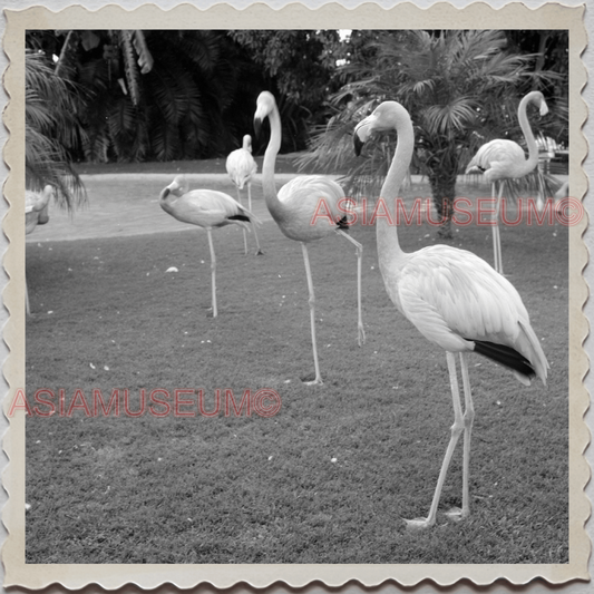 50s SAN DIEGO CALIFORNIA ZOO FLAMINGO GARDEN OLD AMERICA VINTAGE USA Photo 10775