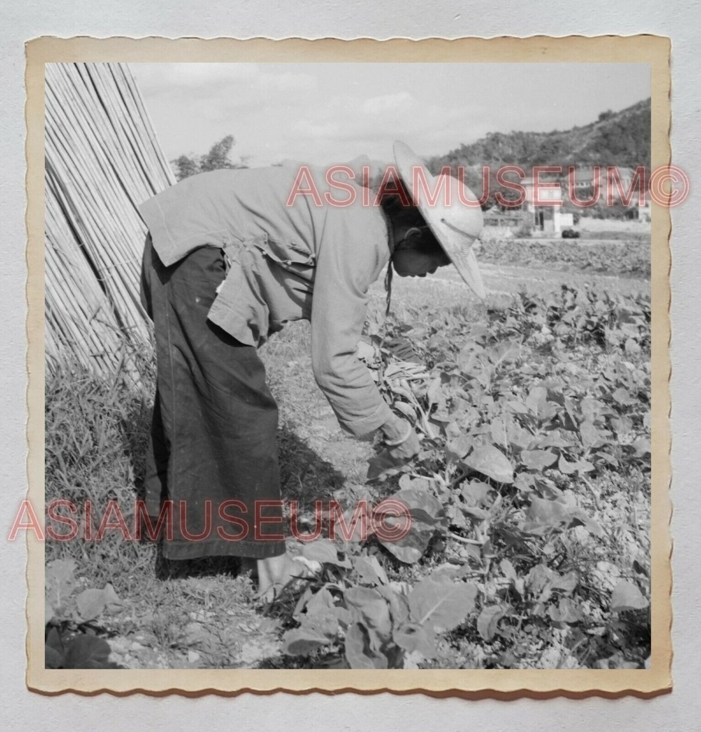 Saikung Tai O Farmer Women Lady Vegetable Vi Vintage Hong Kong Photo 香港旧照片 26856