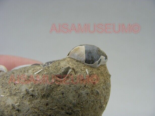 CRAB Crustacean Arthropod Dinosaur Hand Leg Claw Bone Fossil Jurassic Park cA03