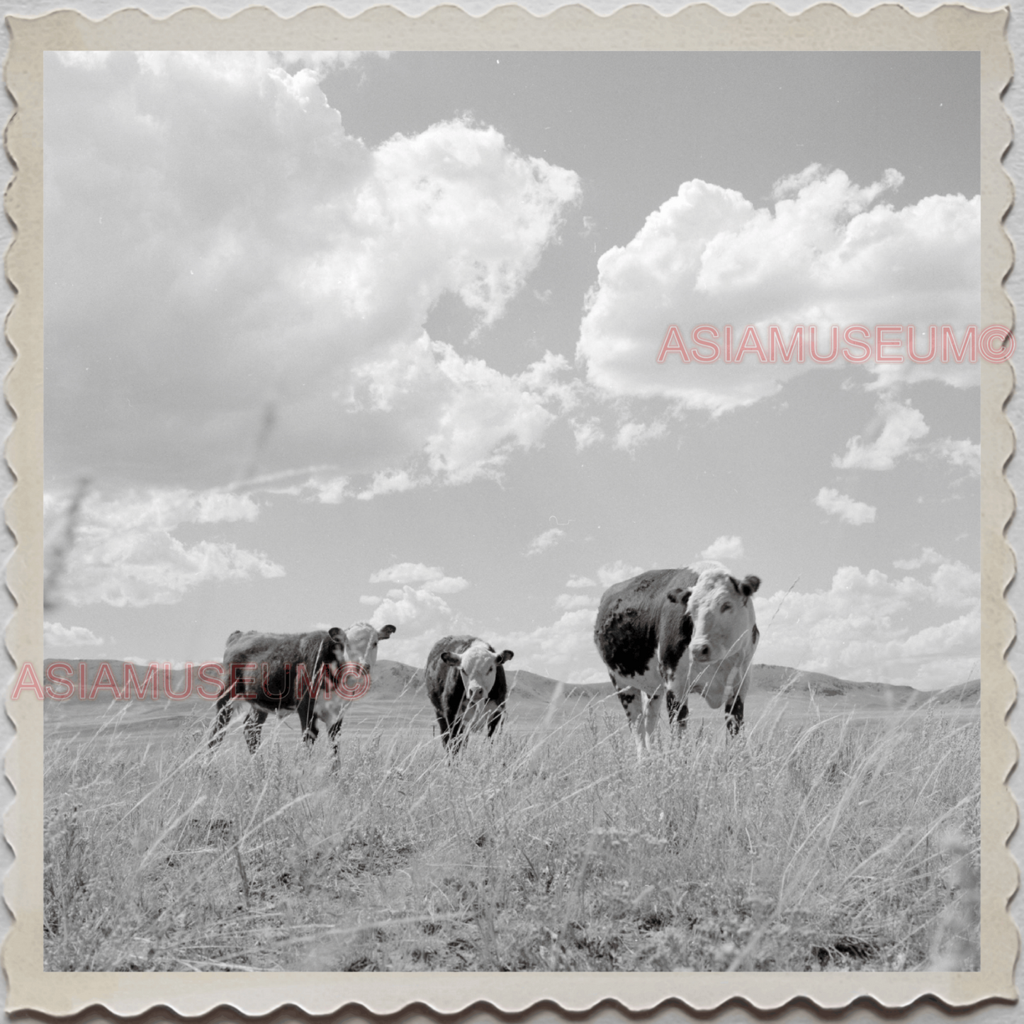 50s CASCADE COUNTY MONTANA CATTLE BARN FARM FIELD AMERICA VINTAGE USA Photo 8514