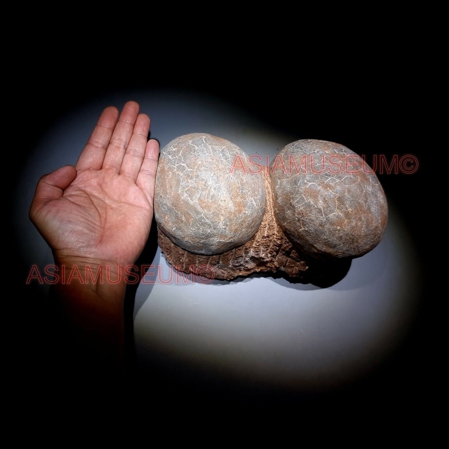 DOUBLE PAIR Dinosaur Egg Nest Hadrosaur Duckbill Fossil Jurassic Park World G632