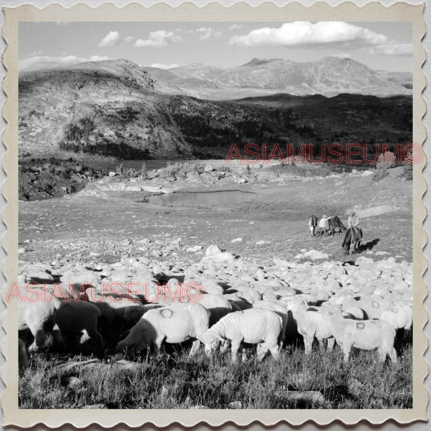 50s PARK COUNTY LIVINGSTON MONTANA YELLOWSTONE SHEEP OLD VINTAGE USA Photo 10831