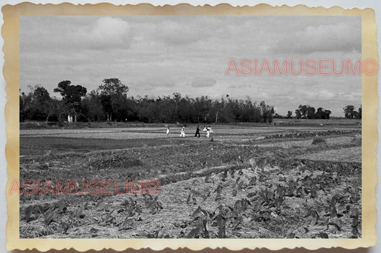 50s Vietnam SAIGON PADDY FIELD RICE FARMING VILLAGE HOUSE HUT Vintage Photo 1738