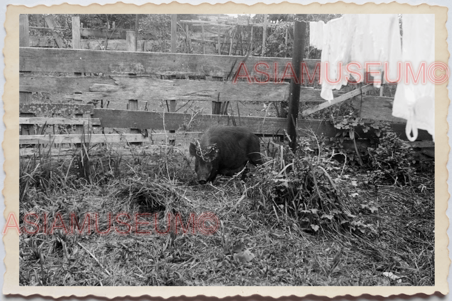 50s PHILIPPINES PORT HOLLAND VILLAGE BARN PIG BACKYARD HOUSE Vintage Photo 29629