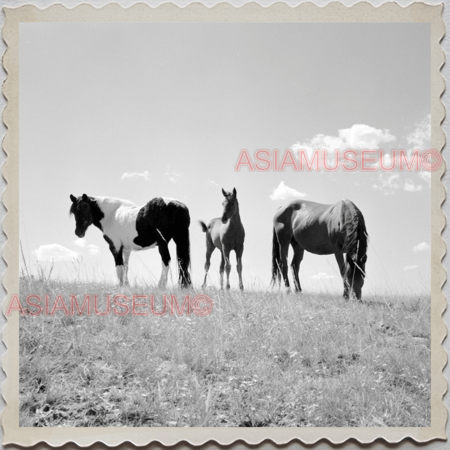 50s SUN RIVER CITY RUSSEL COUNTY MONTANA HORSE HILL FIELD VINTAGE USA Photo 9204