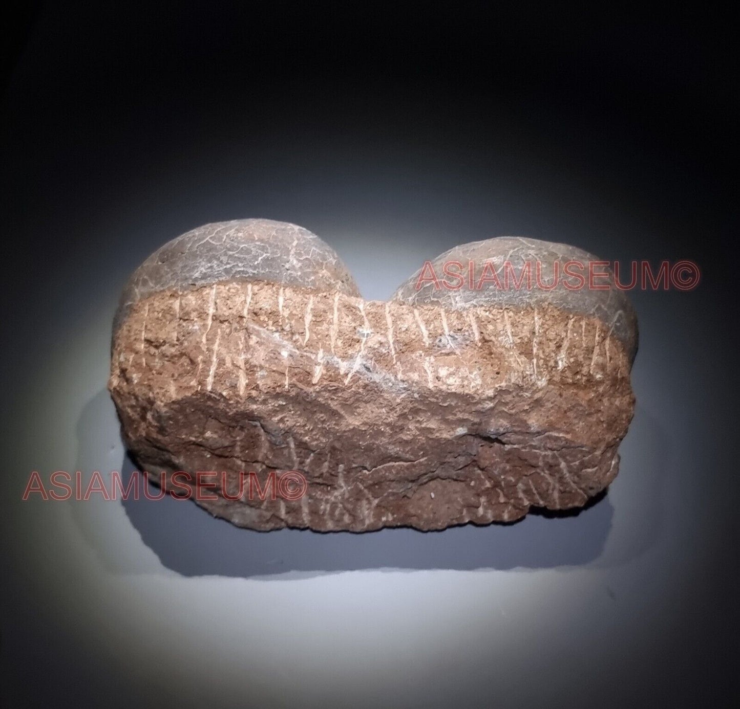 DOUBLE PAIR Dinosaur Egg Nest Hadrosaur Duckbill Fossil Jurassic Park World G63k