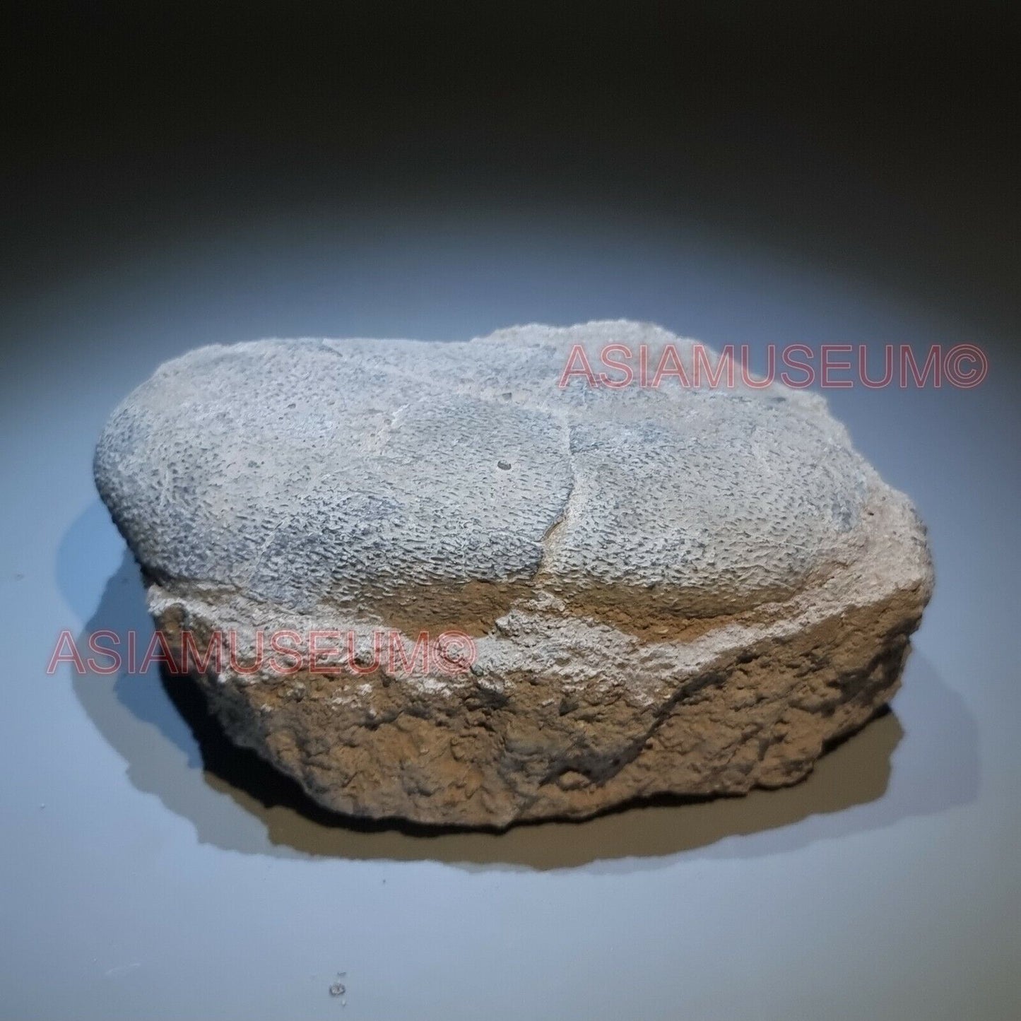 OVIRAPTOR RAPTOR Velociraptor Dinosaur Egg Fossil Theropod JURASSIC WORLD V9