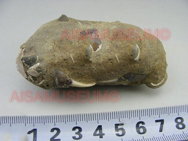 CRAB Crustacean Arthropod Dinosaur Hand Leg Claw Bone Fossil Jurassic Park cA03