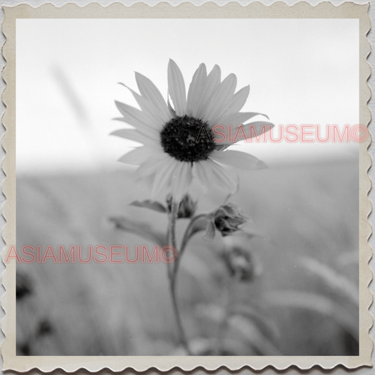 50s HARDIN TOWN BIG HORN COUNTY MONTANA WILD SUN FLOWER VINTAGE USA Photo 8689