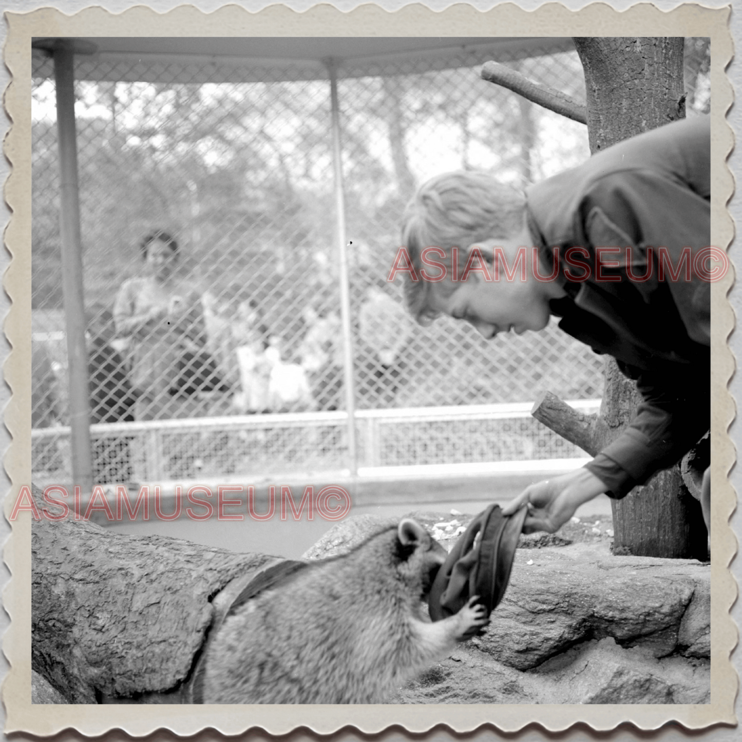 50s MANHATTAN NEW YORK CITY CENTRAL PARK ZOO RACCOON OLD VINTAGE USA Photo 11439