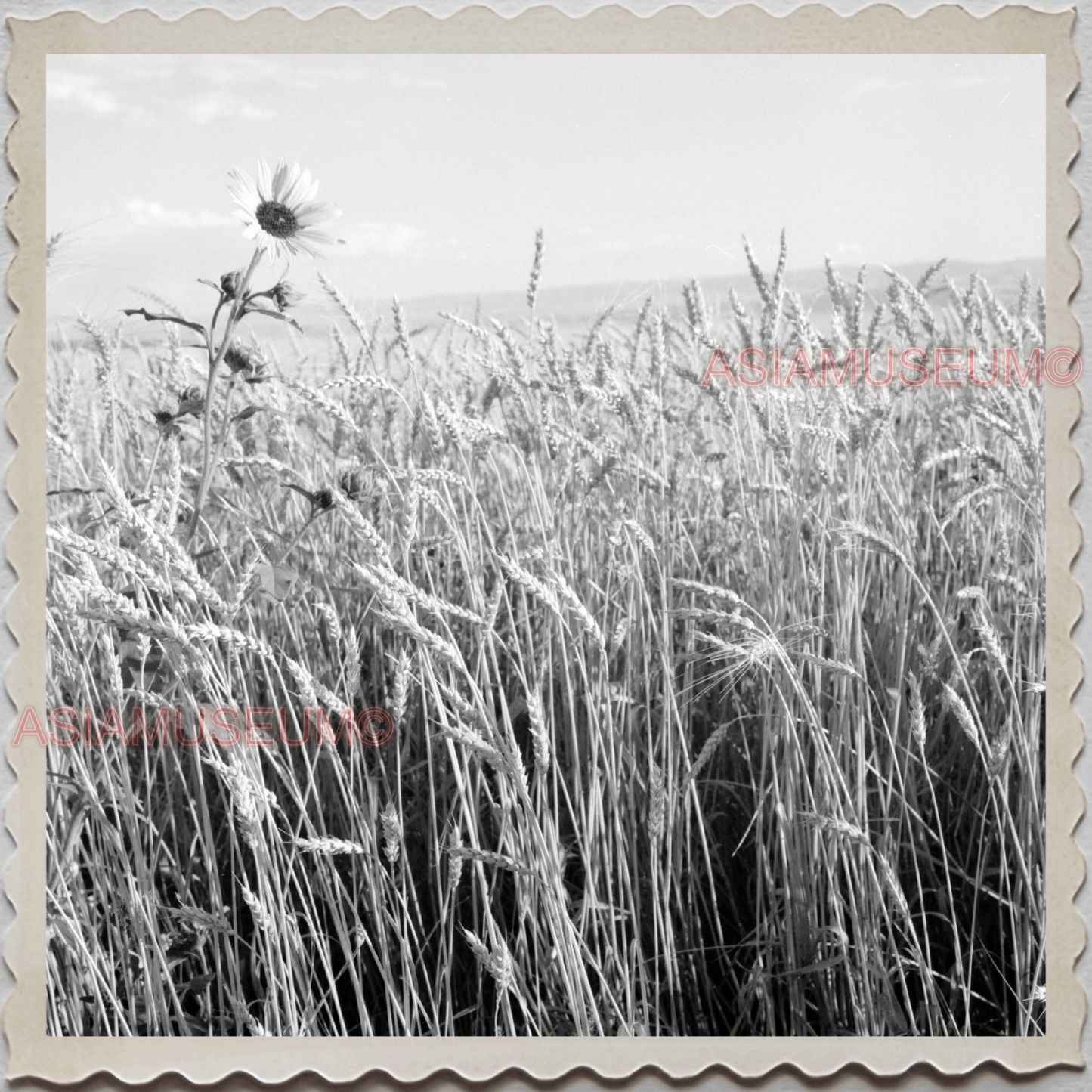 50s HARDIN TOWN BIG HORN COUNTY MONTANA WHEAT FARM FLOWER VINTAGE USA Photo 8473