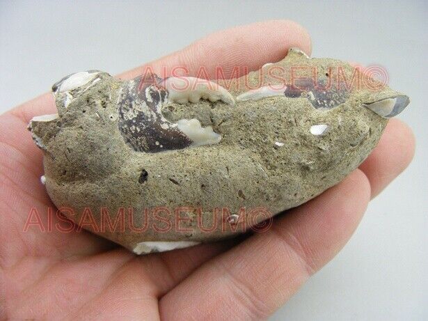 CRAB Crustacean Arthropod Dinosaur Hand Leg Claw Bone Fossil Jurassic Park cA03