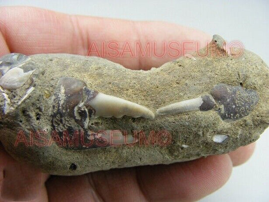 CRAB Crustacean Arthropod Dinosaur Hand Leg Claw Bone Fossil Jurassic Park cA03