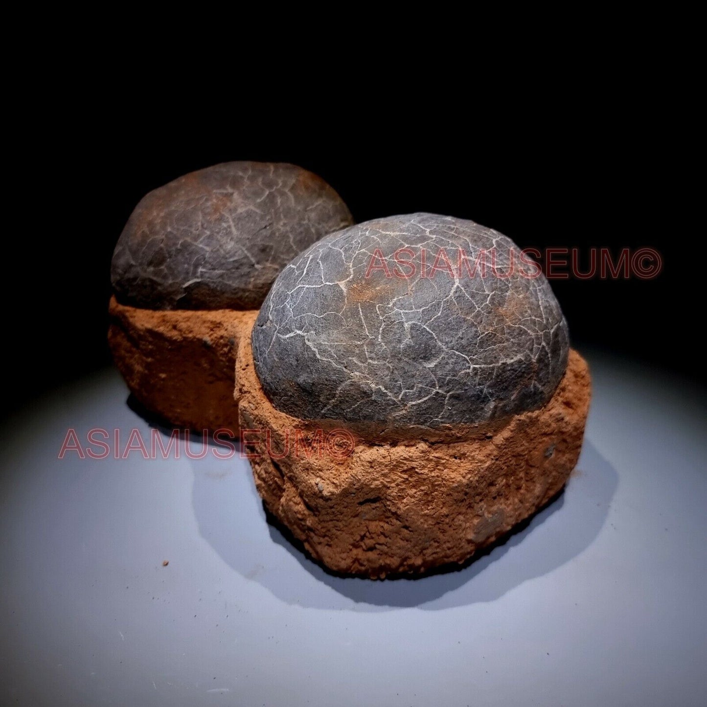 DOUBLE PAIR Dinosaur Egg Nest Hadrosaur Duckbill Fossil Jurassic Cretaceous G6s9