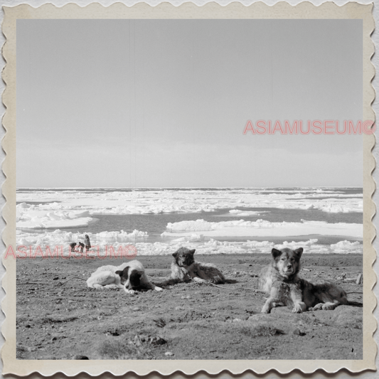 50s UTQIAGVIK NORTH SLOPE BARROW ALASKA DOG BEACH ICE  VINTAGE USA Photo 7622