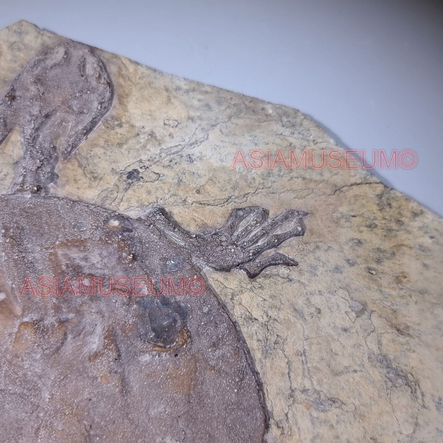 Fossile Dinosauro Rettile Tartaruga Volante Artiglio Osso Mondo Giurassico T9