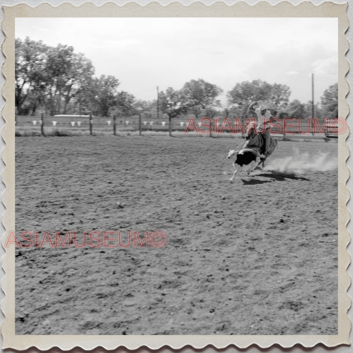 50s CROW TRIBE BIG HORN COUNTY MONTANA AGENCY RODEO CATTLE OLD USA Photo 10388