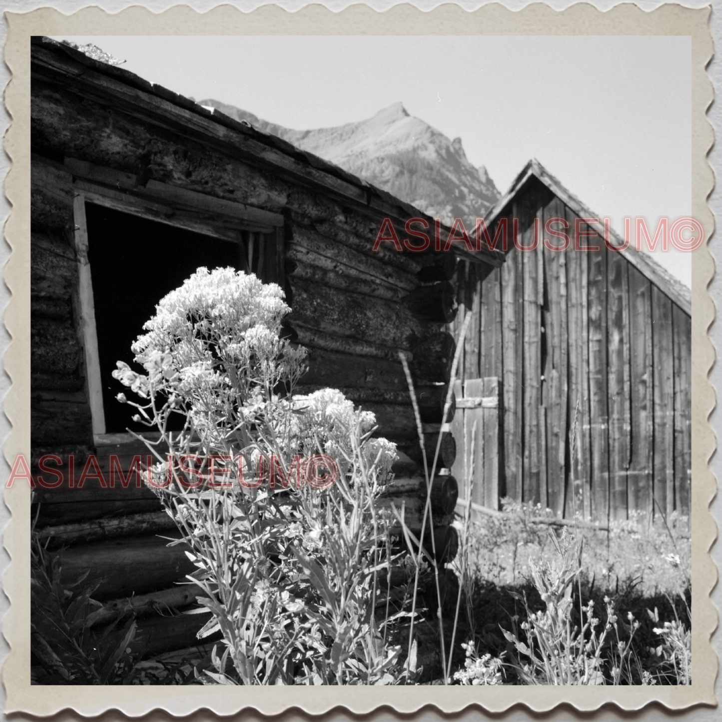 50s COOKE CITY PARK COUNTY MONTANA LOG CABIN FOREST OLD VINTAGE USA Photo 12222