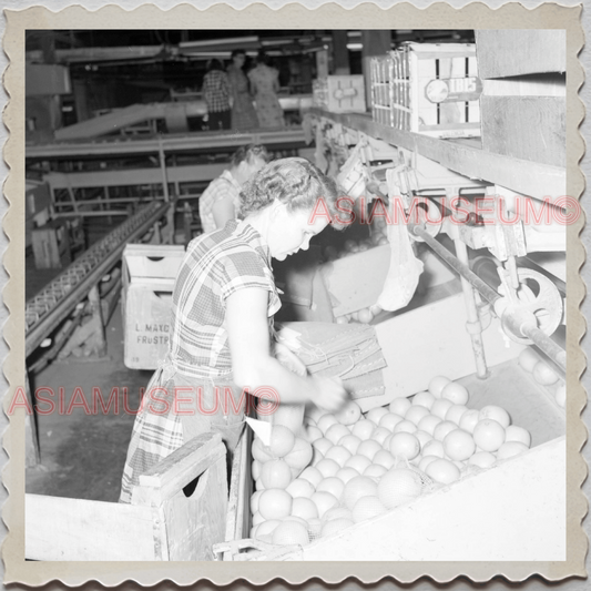 50s FROSTPROOF FLORIDA WORKER FRUITS FACTORY OLD VINTAGE USA AMERICA Photo 10379