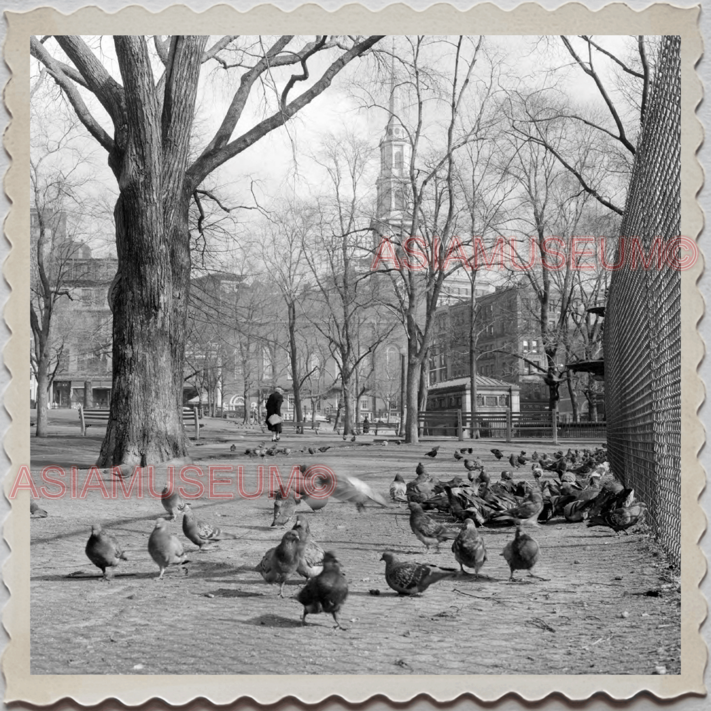 50s BOSTON MASSACHUSETTS NEW ENGLAND BIRD COMMON PARK VINTAGE USA Photo 10110