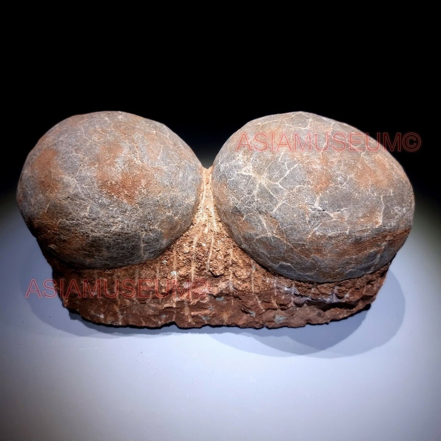 PAIRE Dinosaure Oeuf Hadrosaur Nid Dendrolithus Fossile Jurassique Crétace G6jj