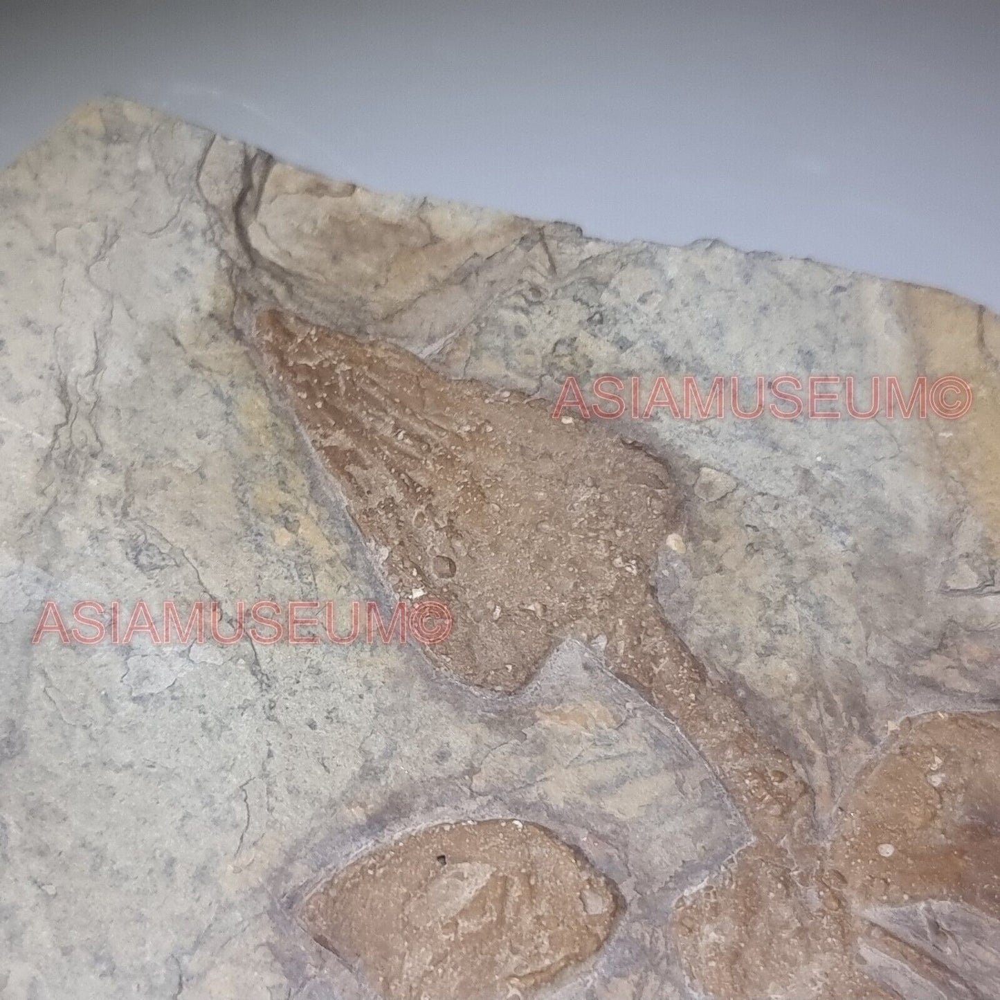 Dinosaur Fossil Confuciusornis Flying Bird Rock Jurassic Claw World Cretaceous 9