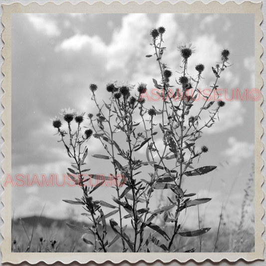 50s CASCADE COUNTY MONTANA WILD FLOWERS FIELD USA AMERICA VINTAGE Photo 9193