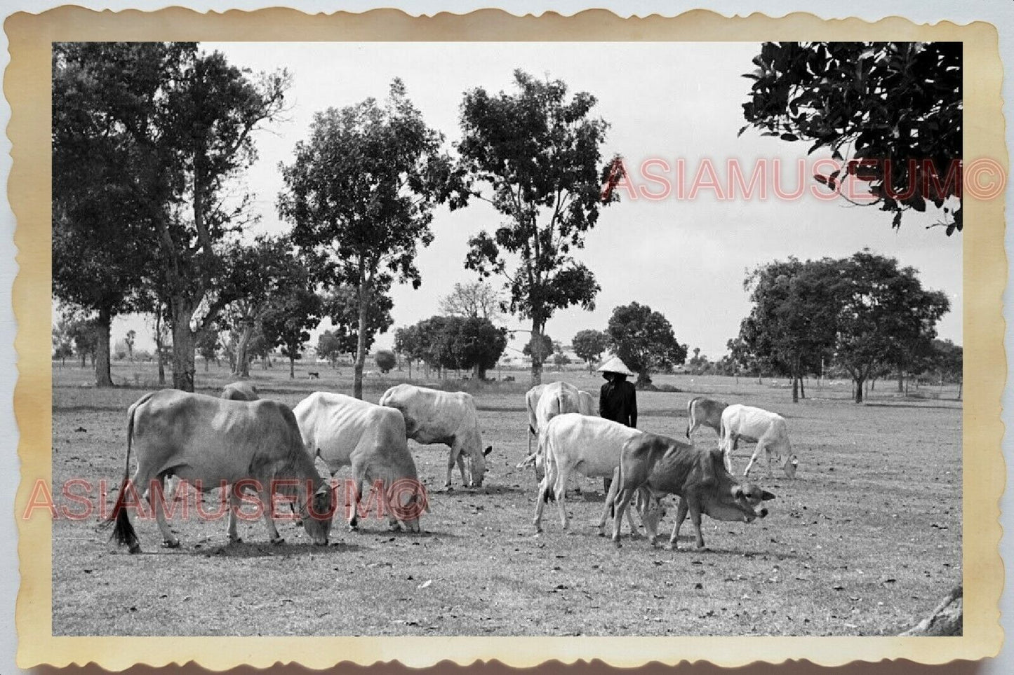 50s Vietnam VILLAGE WOMEN COW FARM BEEF STRAW HAT OLD B&W Vintage Photo 1278