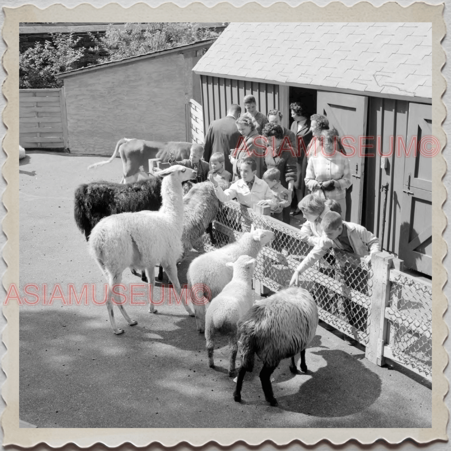 50s MANHATTAN NEW YORK CITY CENTRAL PARK ZOO LLAMA BOY VINTAGE USA Photo 11890