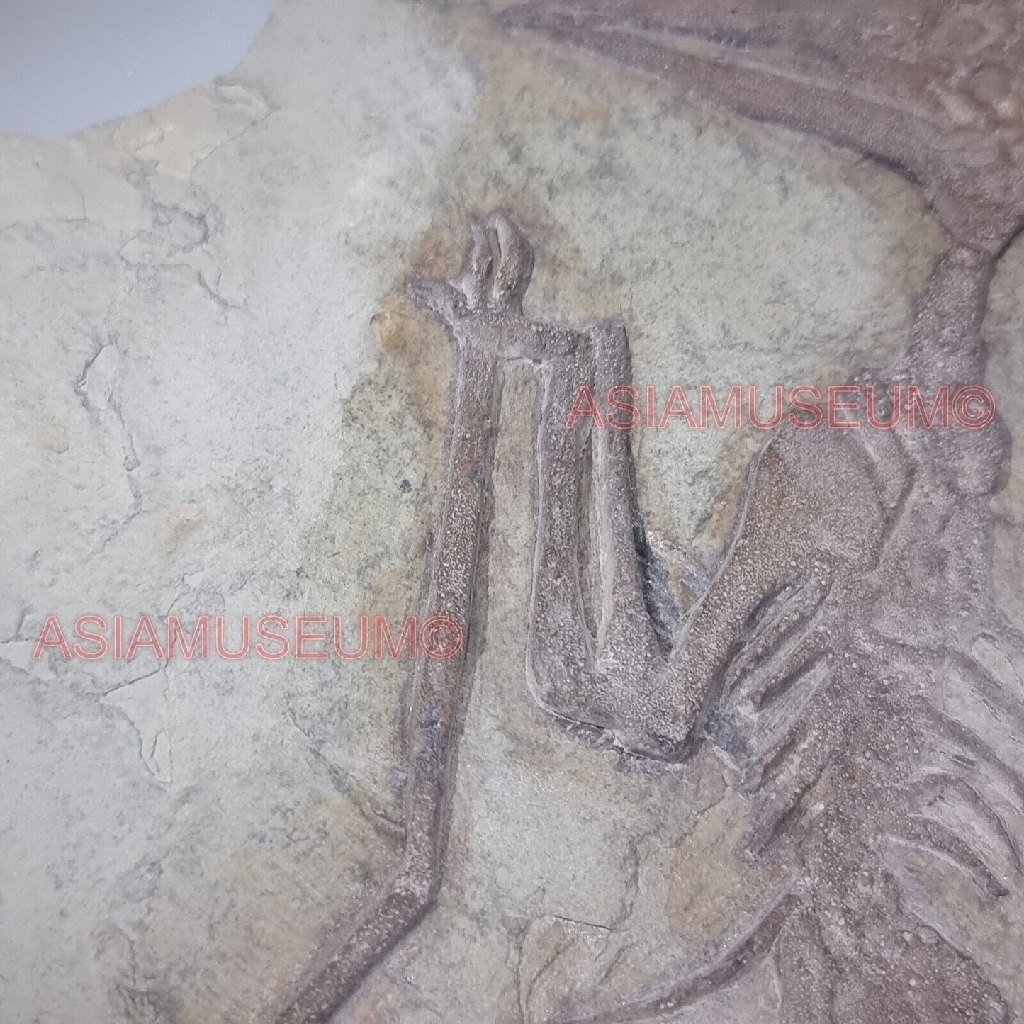 Pterosauro Fossile Dinosauro Rettile Volante Artiglio Osso Mondo Giurassico P9