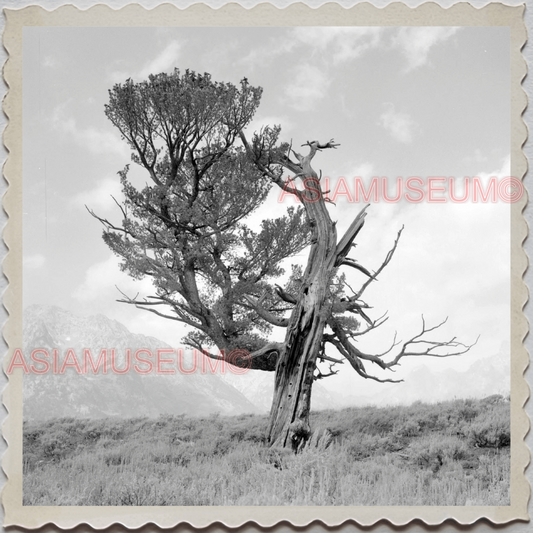 50s GRAND TETON NATIONAL PARK JACKSON HOLE WYOMING LAKE VINTAGE USA Photo 9470