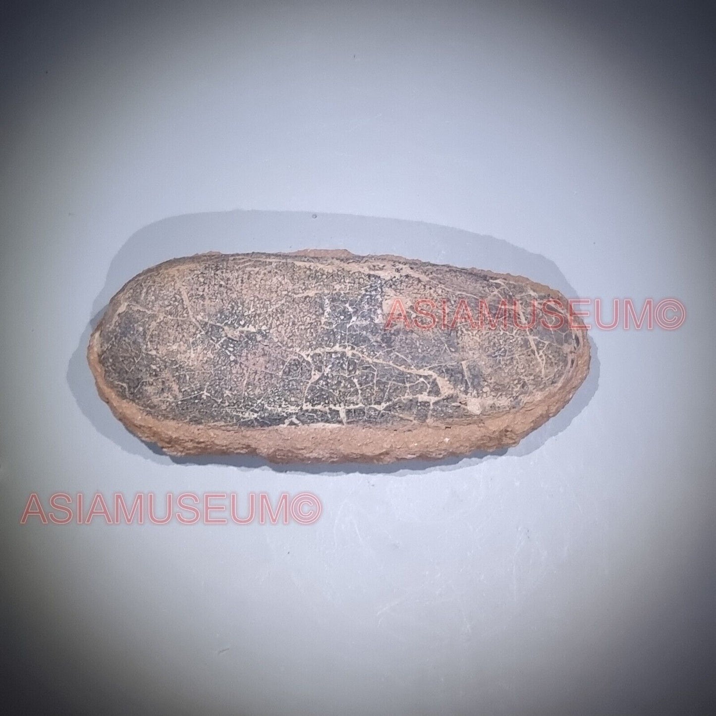 OVIRAPTOR RAPTOR Velociraptor Dinosaur Egg Fossil Theropod JURASSIC PARK WORLD B