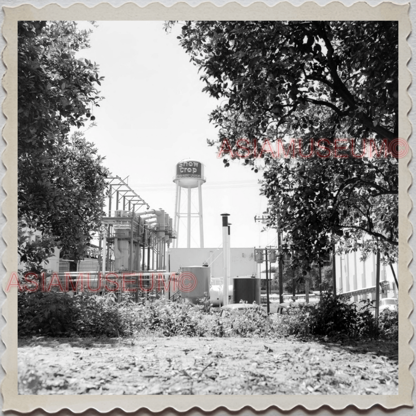 50s FROSTPROOF FLORIDA FRUITS FACTORY WATER TOWER US OLD USA AMERICA Photo 10807