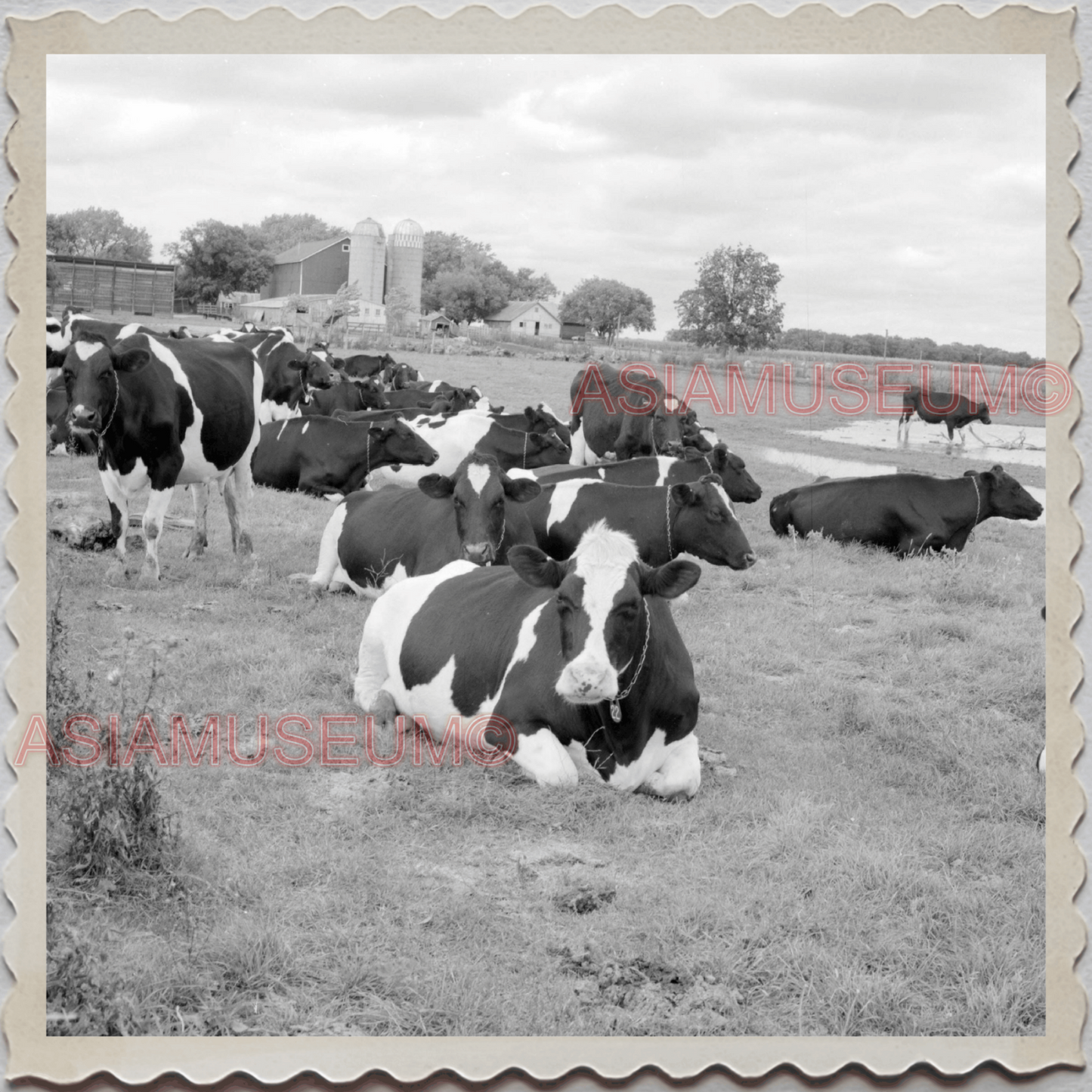 50s LAKE GENEVA WISCONSIN WALWORTH MILWAUKEE CHICAGO COW VINTAGE USA Photo 8922