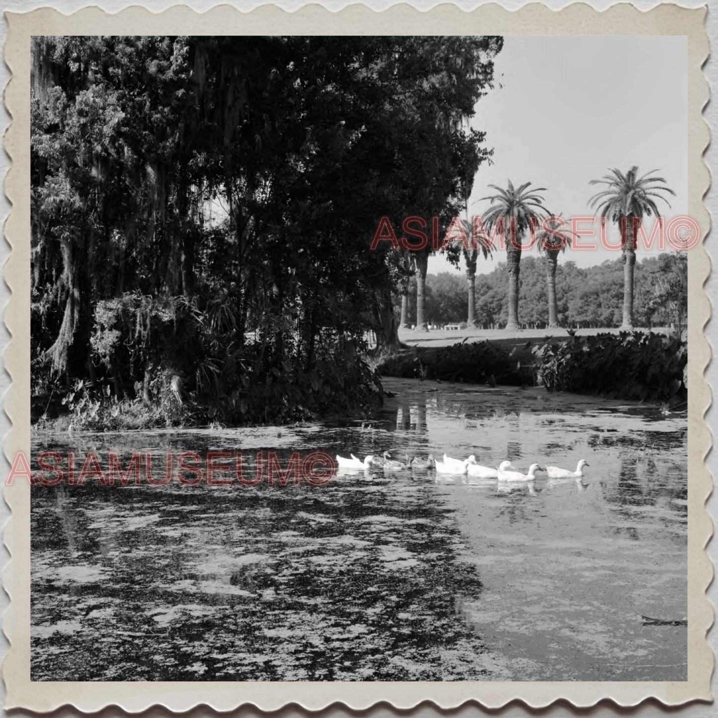 50s NEW ORLEANS LOUISIANA CITY MISSISSIPPI DUCK SWIMMING US OLD USA Photo 11624