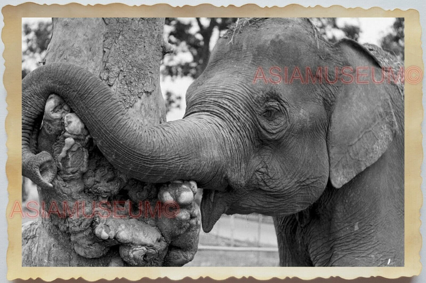 50s Vietnam Saigon Zoo Elephant Street Scene Road Tree Trunk Vintage Photo 1297