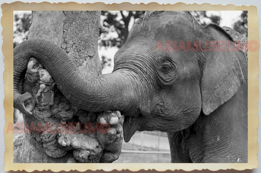 50s Vietnam Saigon Zoo Elephant Street Scene Road Tree Trunk Vintage Photo 1297