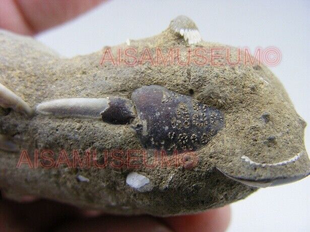 CRAB Crustacean Arthropod Dinosaur Hand Leg Claw Bone Fossil Jurassic Park cA03