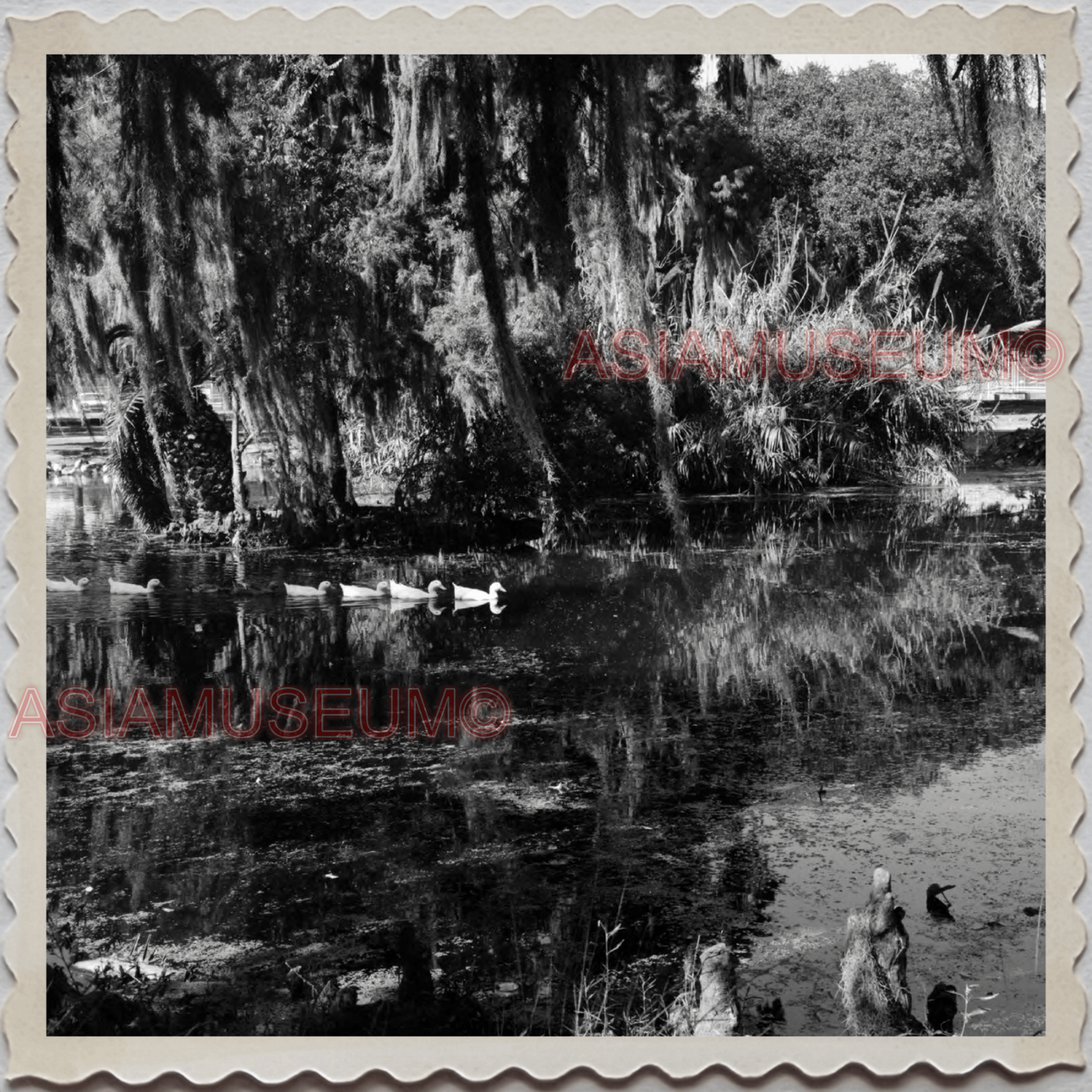 50s NEW ORLEANS LOUISIANA CITY MISSISSIPPI DUCK SWIMMING OLD USA Photo 11823