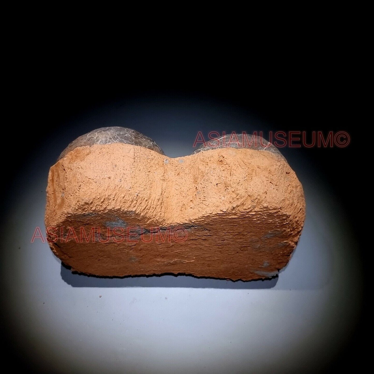 DOUBLE PAIR Dinosaur Egg Nest Hadrosaur Duckbill Fossil Jurassic Cretaceous G6s9