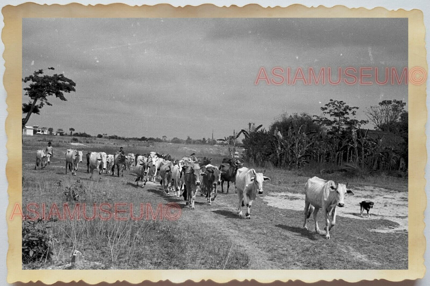 50s Vietnam SAIGON HO CHI MINH COW BULL DOG TREE BOY VILLAGE Vintage Photo 1655