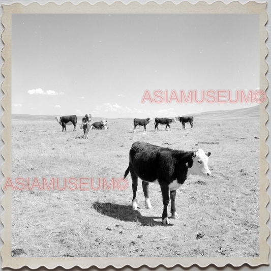 50s CASCADE COUNTY MONTANA CATTLE BARN FARM FIELD AMERICA VINTAGE USA Photo 9318